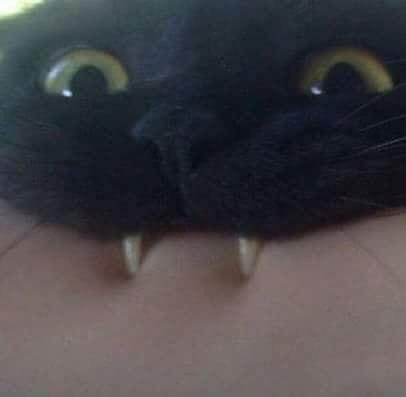15 котиков, которые решили показать свои зубки и выглядели при этом очень смешно