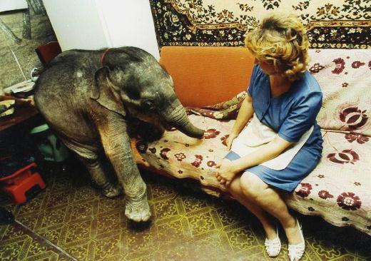 Слонёнок в одесской квартире — такого вы еще не видели!