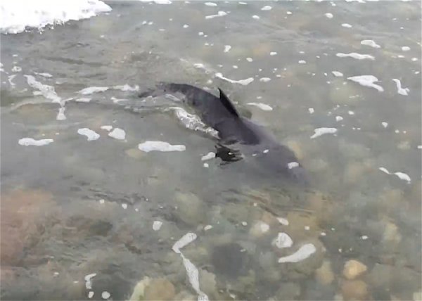 Собака помогла спасли детёныша дельфина, который застрял на берегу