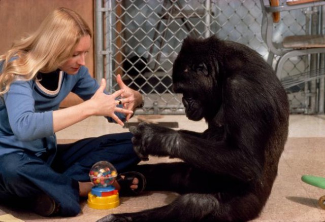 Невероятный эксперимент с гориллой, которая почти стала человеком