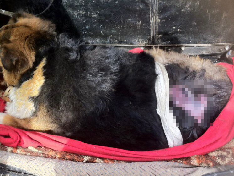 Бездомная собака получила жуткие ожоги, спасая из огня 8 человек