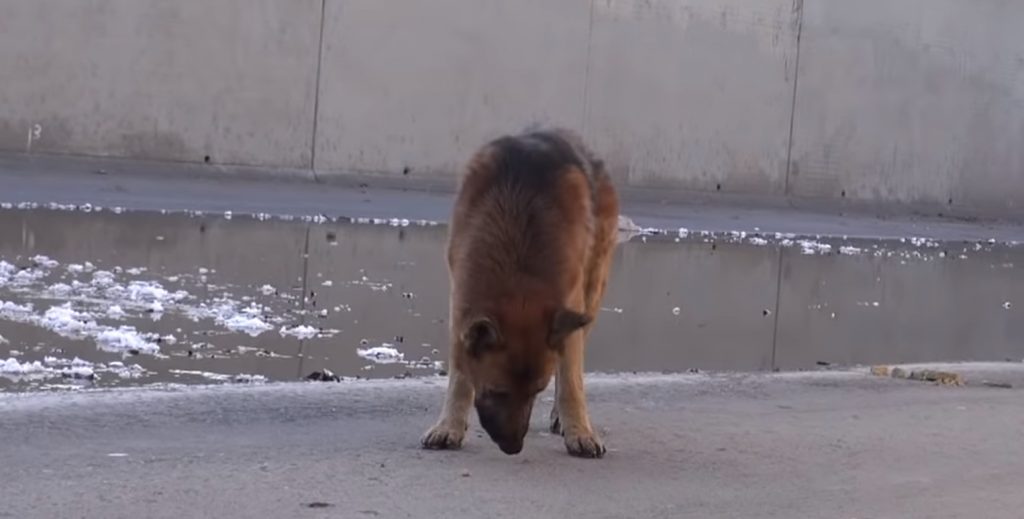 Мужчина подошел к голодной и истощенной собаке, когда он положил руку ей на голову, пес заплакал