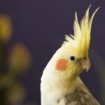 60559 Как научить волнистого попугая говорить быстро и правильно