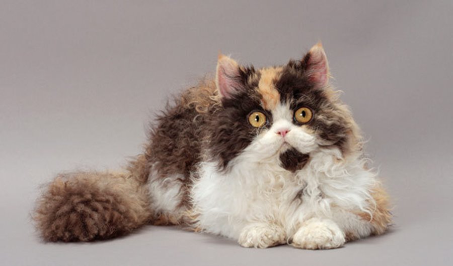 Удивительные кудрявые коты очаровали всех пользователей Сети