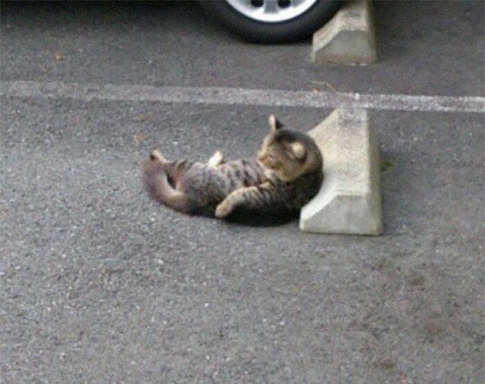 Кошки в Японии используют парковочные барьеры как подушки, и это выглядит очень забавно