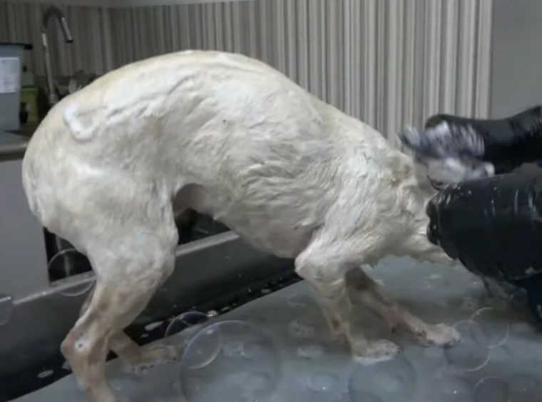 Парень вырвал бездомного пса из рук отловщиков, которые хотели его усыпить