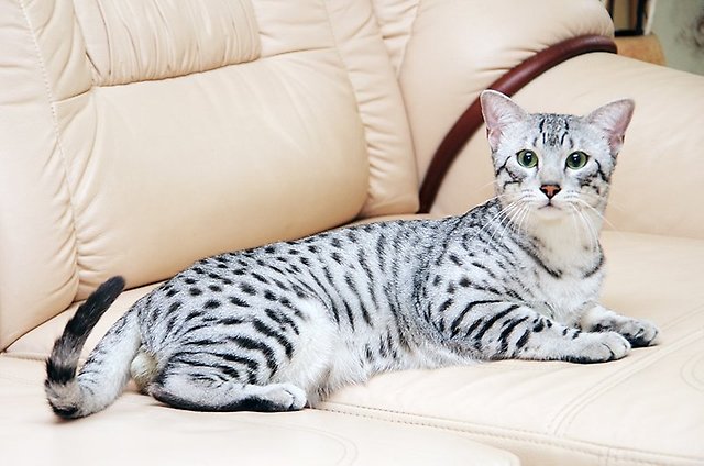 Кошки породы египетская мау — красивые, грациозные, непоседливые и очень хитрые