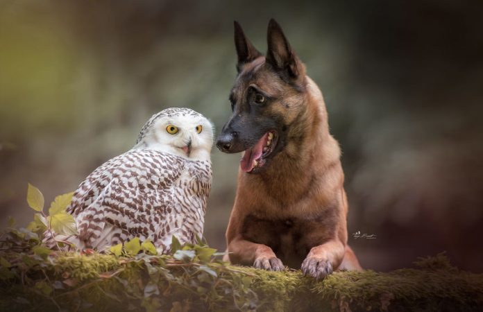 Удивительный животный мир: больше 30 фотографий пса и его верной подруги совы