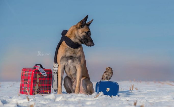 Удивительный животный мир: больше 30 фотографий пса и его верной подруги совы