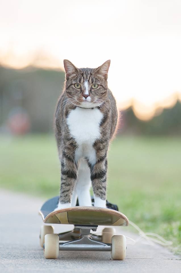 Диджа, которою забрали из приюта, попала в книгу рекордов Гиннесса как самая умная кошка в мире!