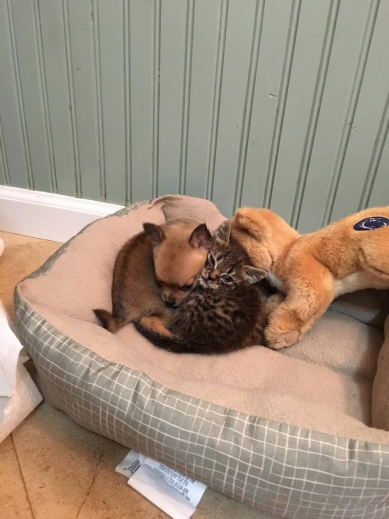 Котик и щенок так подружились, что произошло чудо: больной щенок — пошел на поправку
