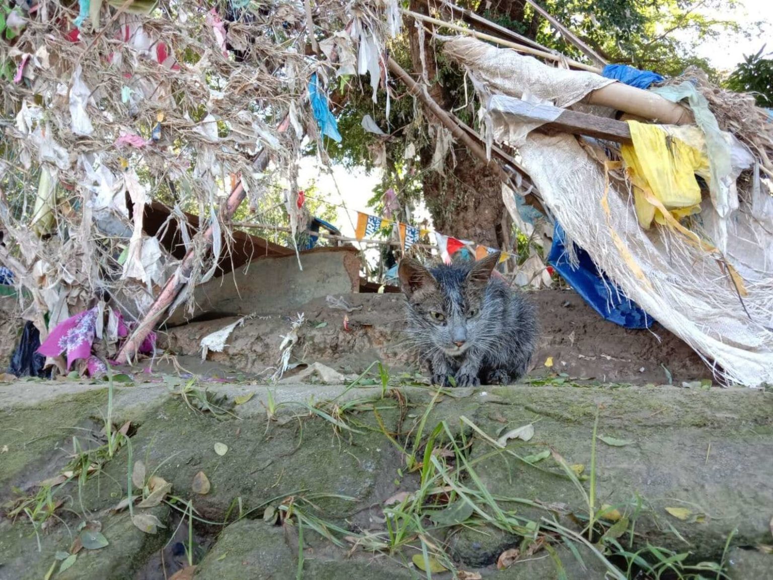 Возле мусорных баков девушка нашла бездомную грязную кошку. Ее накормили и отмыли, теперь эту красотку не узнать