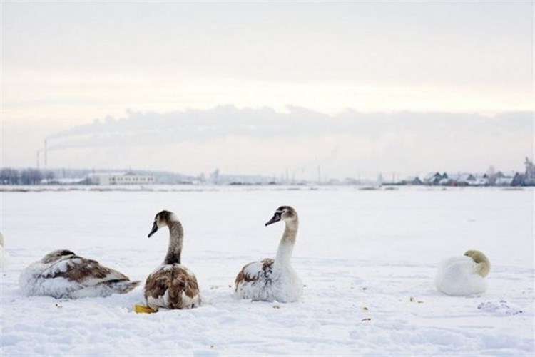 Людмила спасла целую стаю лебедей забрав их на зимовку к себе