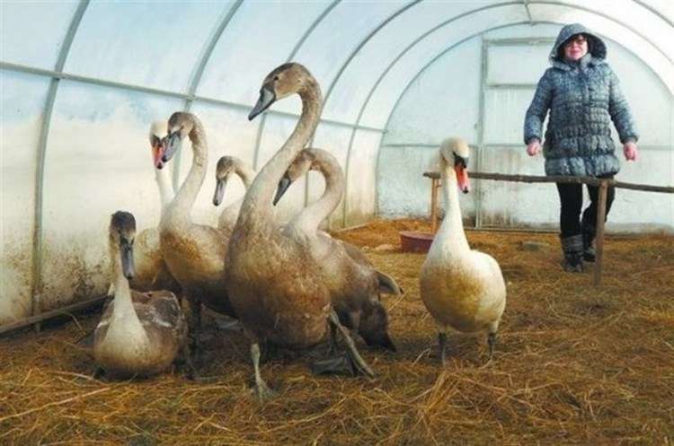 Людмила спасла целую стаю лебедей забрав их на зимовку к себе
