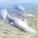 86547 Дельфин приносит людям подарки со дна океана и меняет их на еду