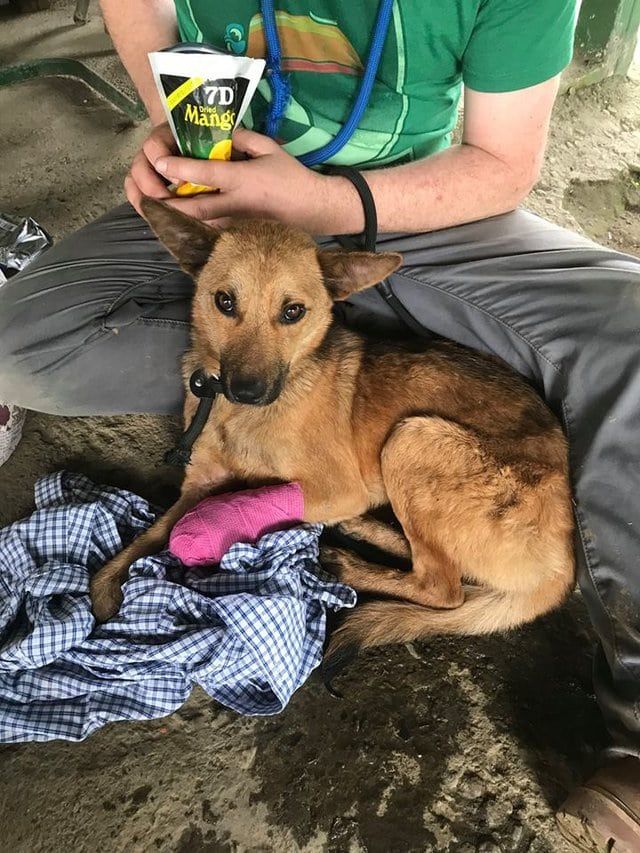 Чтобы спасти раненого пса парень пошел в непроходимые горы