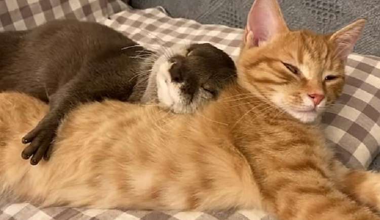 Трогательное видео: выдра и кошка сладко спят в обнимку.
