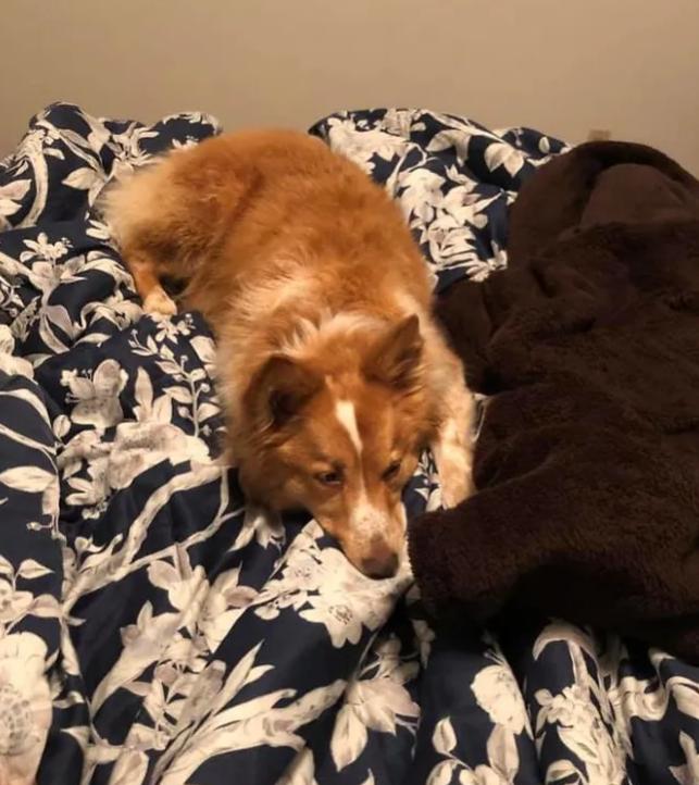 Счастливое возвращение: собачка нашлась спустя два месяца после того как ее унес торнадо