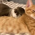 94352 Трогательное видео: выдра и кошка сладко спят в обнимку.