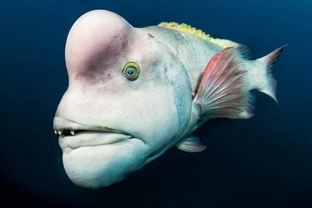 Самая уродливая рыба в мире