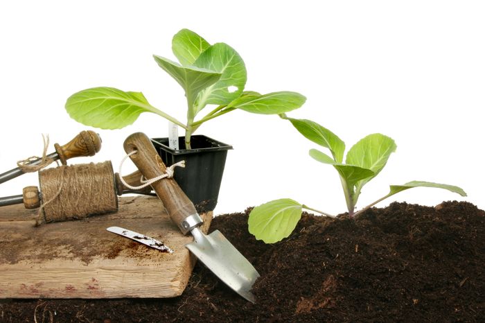 99841 Как вырастить дома рассаду капусты: залог успеха