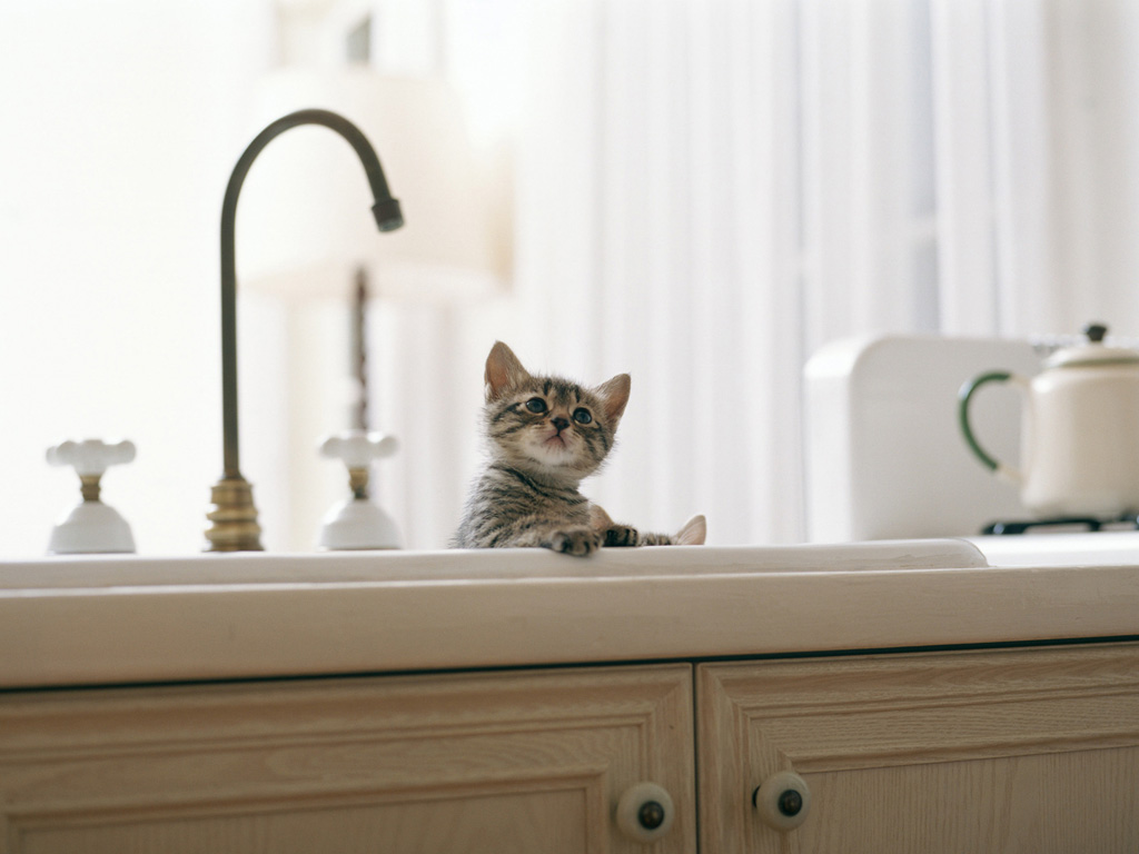 99782 Проще, чем кажется: как лучше мыть котёнка