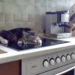 102201 Реакция кота Никифора на замечания: мало того, что разлегся на кухонной плите, так еще и огрызается