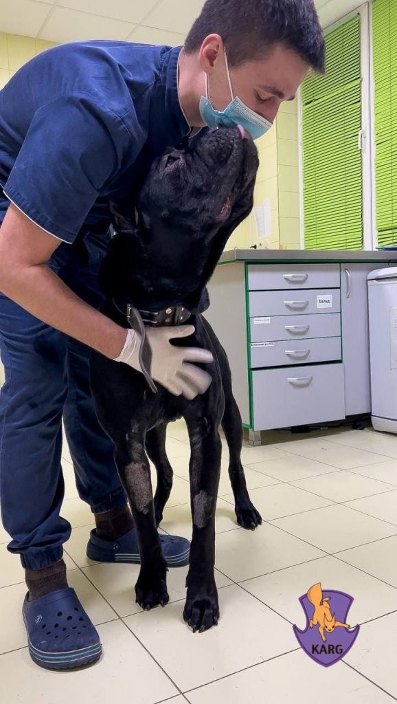 Великолепный телохранитель, пес Дарт, 5 дней охранял погибшего хозяина