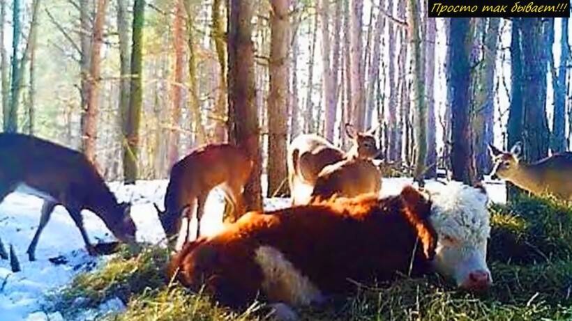 Сбежавшую однажды корову, через год нашли в глухом лесу с необычными друзьями
