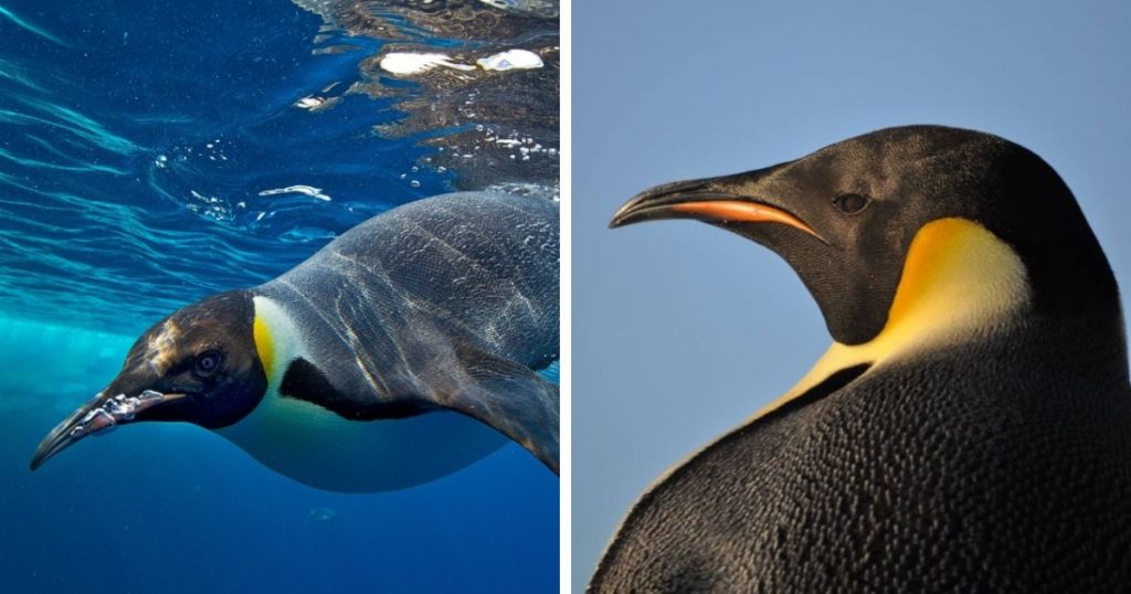 12 крупнейших птиц Земли, которые демонстрируют силу и мощь, подаренные природой