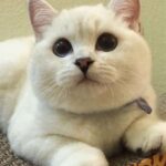 109476 Борьба за жизнь белого кота по имени «Крепкий Кофе»
