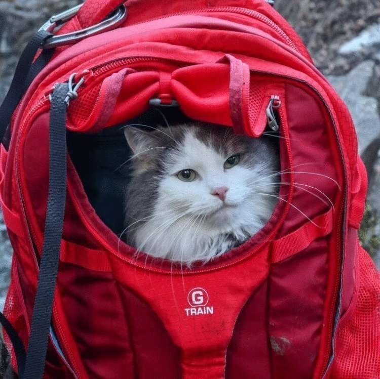 Котик из Канады гуляет по горам и ведёт Инстаграм, которому позавидует любой тревел-блогер