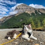 110078 Котик из Канады гуляет по горам и ведёт Инстаграм, которому позавидует любой тревел-блогер