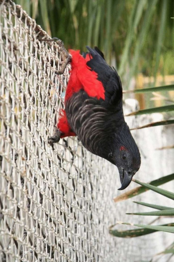 Орлиный попугай: 12 фотографий графа Дракулы из мира птиц, чей внешний вид внушает трепет и восхищение