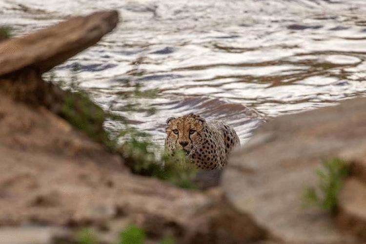 Фотографы сняли, как 5 гепардов переплывали бурную реку, в которой водятся крокодилы