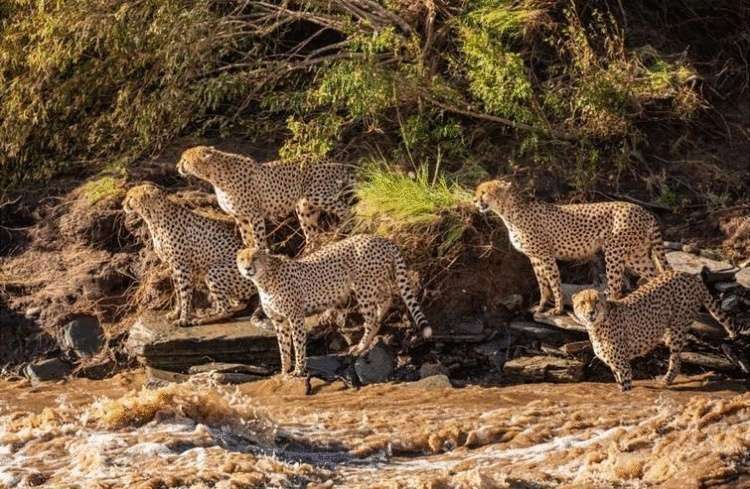 Фотографы сняли, как 5 гепардов переплывали бурную реку, в которой водятся крокодилы