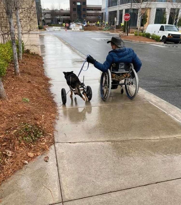 Собаку люди предавали четыре раза, и все потому, что он инвалид. Но он не терял надежду и ждал своего хозяина…