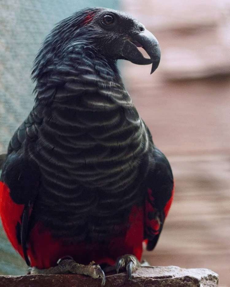 Орлиный попугай: 12 фотографий графа Дракулы из мира птиц, чей внешний вид внушает трепет и восхищение