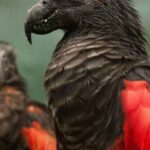 110999 Орлиный попугай: 12 фотографий графа Дракулы из мира птиц, чей внешний вид внушает трепет и восхищение
