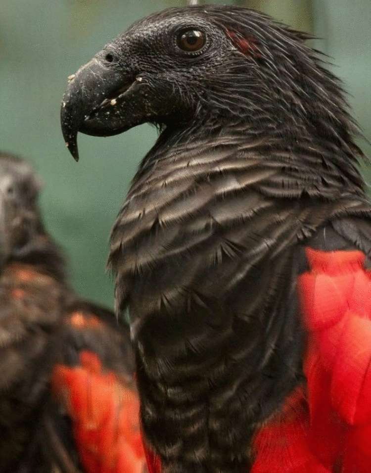 110999 Орлиный попугай: 12 фотографий графа Дракулы из мира птиц, чей внешний вид внушает трепет и восхищение
