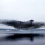 111350 Просто невероятная работа фотографов — большая стая скворцов приняла форму гигантской птицы над озером