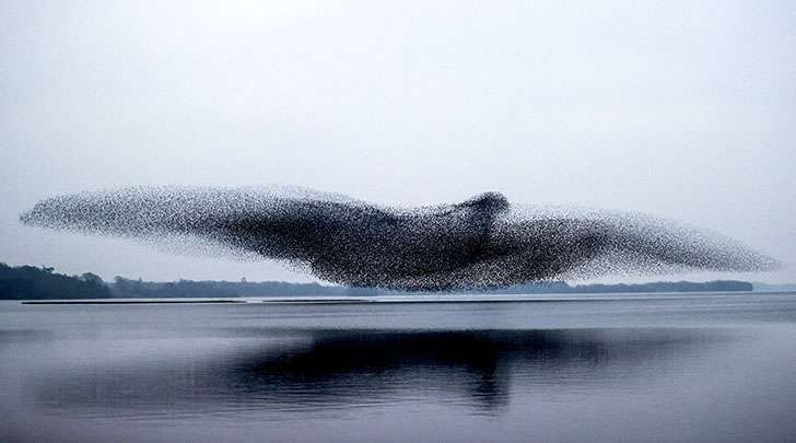 111350 Просто невероятная работа фотографов — большая стая скворцов приняла форму гигантской птицы над озером