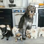 112070 Стив Грейг посвятил свою жизнь спасению престарелых собак, которые не могут найти дом