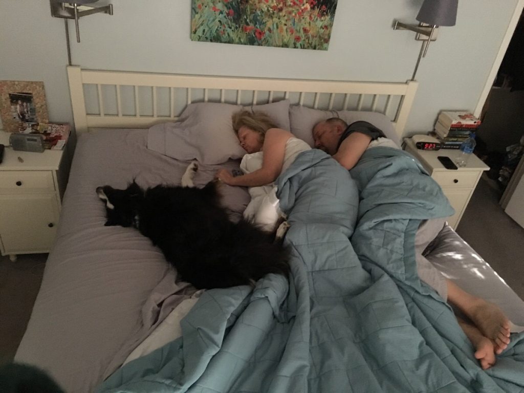 Вопиющая наглость: коты и собаки беспардонно вытеснили людей с их спальных мест