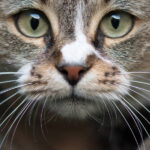 113250 Исследования выявили, что кошки могут узнавать имена друг друга и своих владельцев